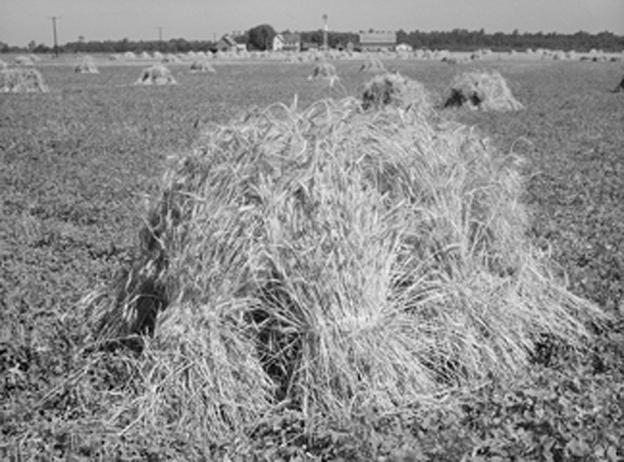 Wheat Field